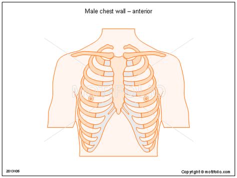 We did not find results for: Male chest wall - anterior Illustrations