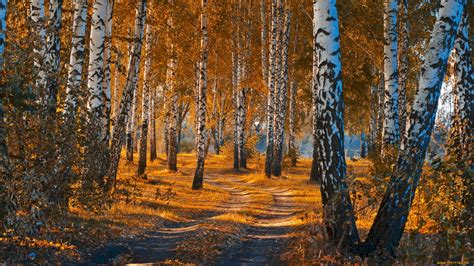 15 Birch Forest In Autumn Wallpapers Wallpaperboat