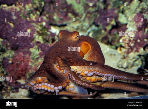 Hawaiian Day Octopus Shows Powerful Suckers As It Glides Across Tank At
