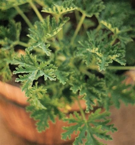 Citronella Plant Easy Guide How To Grow The Mosquito Plant