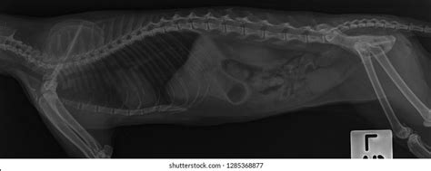 X Ray Cat Abdominal Side View Stock Photo 1285370956 Shutterstock