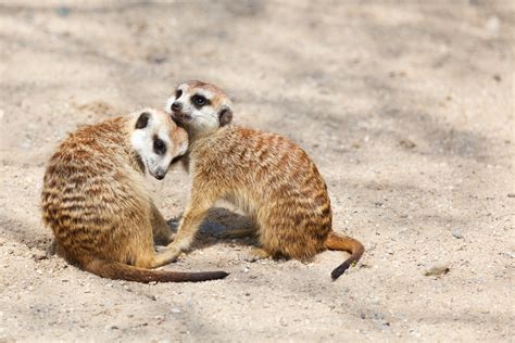 Two Meerkats Free Stock Photo Public Domain Pictures