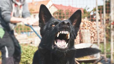 20 Most Dangerous Dogs And Breeds That Are Known For Aggression