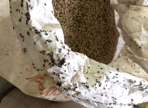 What To Do About Weevils In The Grain Mash How To Home Brew Beer