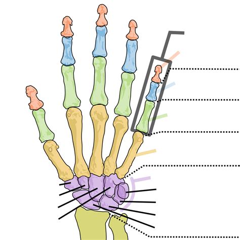Anatomy Upper Limb Hand Diagram Quizlet