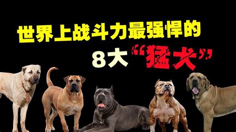世界上戰鬥力最強悍的8種猛犬，藏獒在這裡根本排不上號！ 【黑土日記】 Youtube
