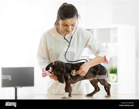 Veterinarian Doctor And Dog At Vet Ambulance Stock Photo Alamy
