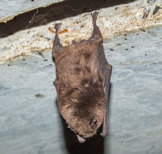 Find additional new hampshire pest control contractors. Bats on the Roof and in Roofing Tiles - Colonial Pest Control