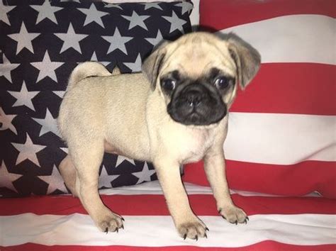 Adopt pug dogs in maryland. Litter of 8 Pug puppies for sale in LEXINGTON PARK, MD. ADN-44996 on PuppyFinder.com Gender ...