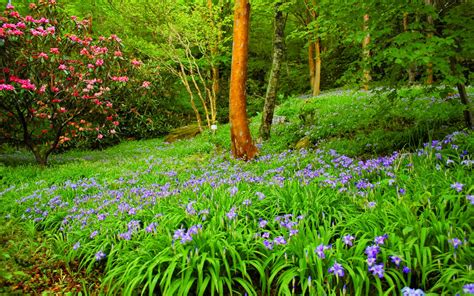 Beautiful Summer Hd Wallpaper Forest With Green Trees Bushes Flowers