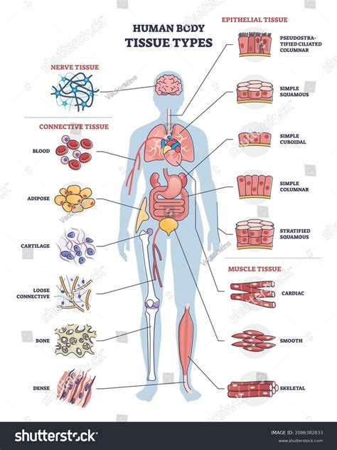 Human Body Tissues And Their Functions