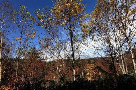 Free Picture Tree Leaf Wood Landscape Nature Poplar Autumn