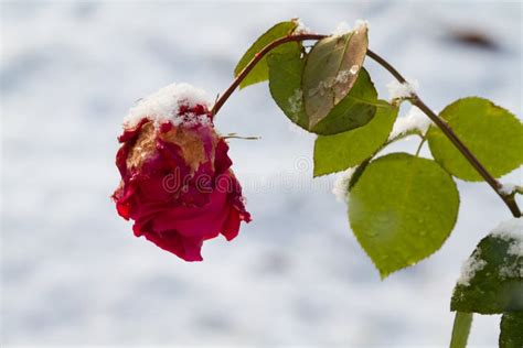 Snow On A Rose Stock Photo Image Of Beautiful Garden 18784256