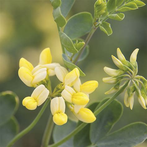 Coronilla Citrina Plant From Mr Fothergills Seeds And Plants