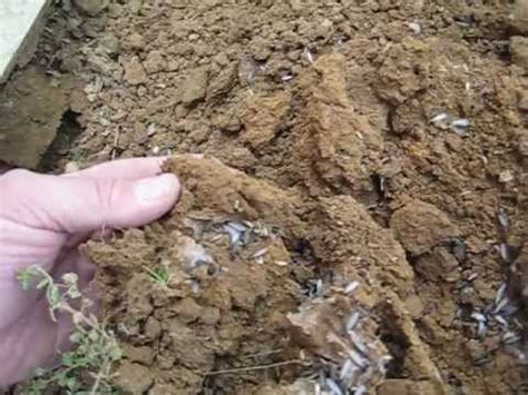 Where are termites coming from. Swarming Termites in soil - YouTube
