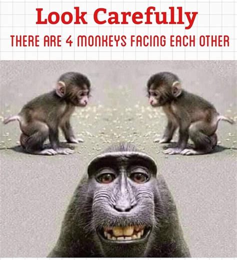 3 Monkeys Funny Images Funny Png