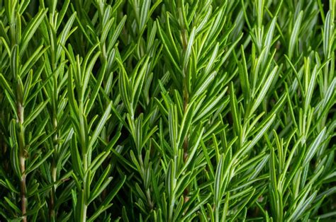 How To Plant Grow And Use Rosemary Plants Garden Design