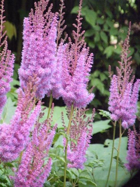 False Spirea Astilbe Chinensis Purple Rain From Growing Colors