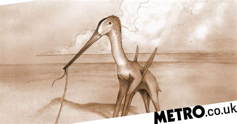 New Species Of Pterosaur Discovered With A Unique Beak Metro News