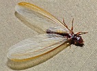 Best Ways To Get Rid of Flying Termites | Termite Swarmers