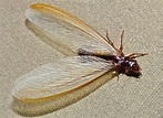 Best Ways To Get Rid of Flying Termites | Termite Swarmers