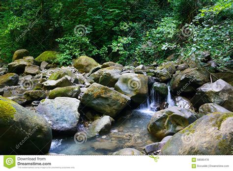 Amazing Mountain Stream Among Southern Forests Stock Photo Image Of