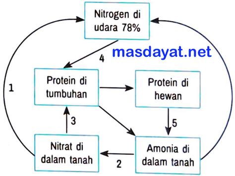 Perhatikan Siklus Nitrogen Berikut Proses Nitrifikasi Ditunjukkan Oleh
