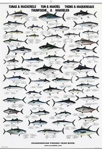 Little Tuna Google Search Fish Chart Mackerel Tuna Fishing