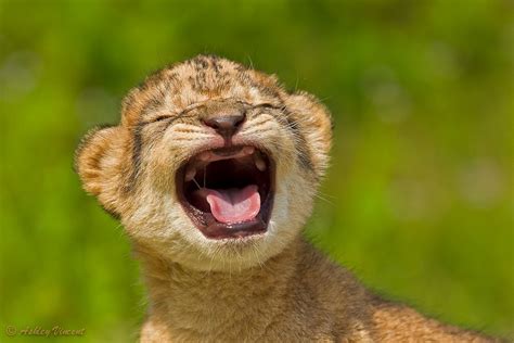 The Cutest Lion Cubs Ever Best Photography Art Landscapes And