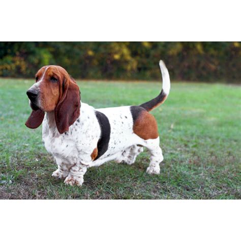 Basset Hound Dog Breeds