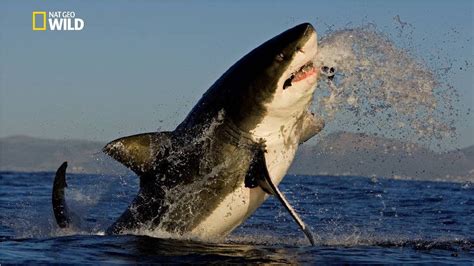 Savage Great White Shark National Geographic New Documentary Hd 2017