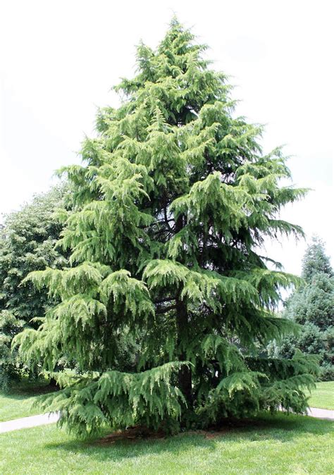 Tree Of The Month Deodar Cedar Cherokee Tree Care