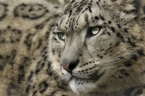 Eyes Of A Snow Leopard Photograph By Chris Boulton Fine Art America