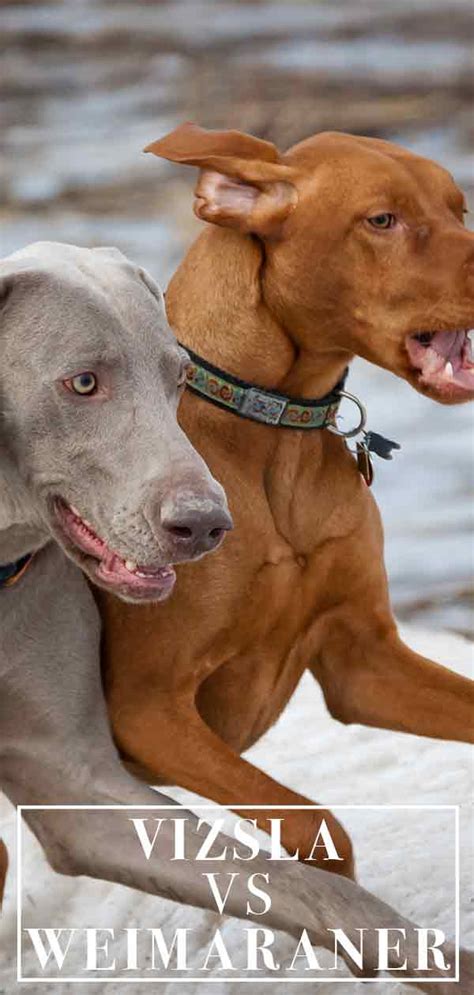 Forever love puppies has vizsla puppies for sale! Vizsla vs Weimaraner - Do You Know How To Tell The Difference?
