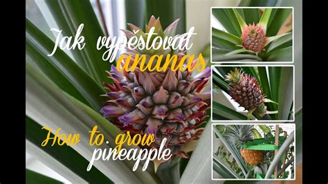 Jak Vypěstovat Ananas How To Grow Pineapple Magazín Pro Zahrádkáře