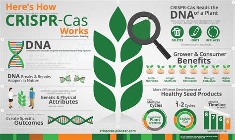 Enhancing Crop Yields And Biofuels With Crispr