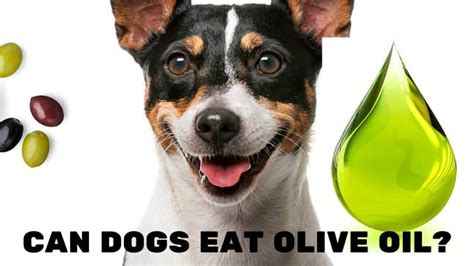 Can Dogs Eat Olive Oil Is Olive Oil Safe For Dogs Doggie Food Items