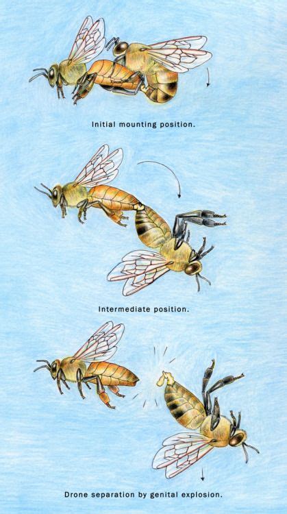 Noelbadgespugh “ Aerial Mating Illustration For Norm Gary Bee
