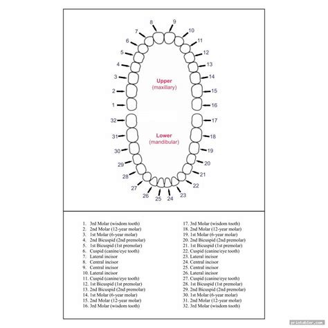 8 Best Images Of Tooth Chart Printable Full Sheet Dental Chart Teeth Images