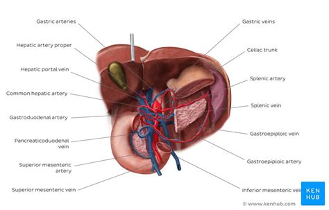 Blood also carries hormones to places where they are needed. Blood vessels of abdomen and pelvis : Anatomy overview | Kenhub