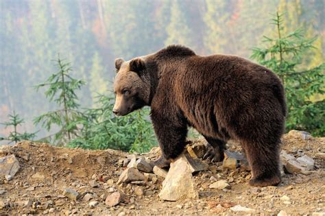 Bear Spirit Animal Meaning