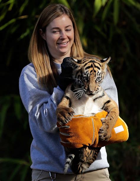 Psbattle Sumatran Tiger Cub Sukacita Is Held By Biologist Leigh Pitsko