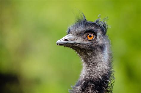 Emu Bird From Australia Free Photo On Pixabay