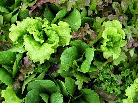 Millarville Farmers Market Salad Greens Galore