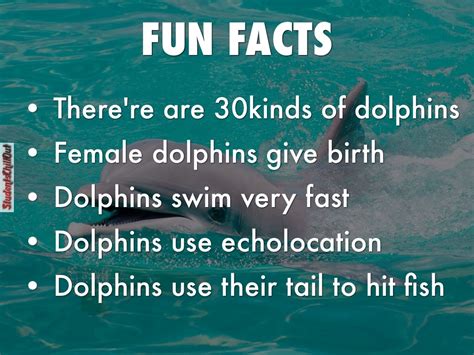 Fun Facts About Dolphins Studentschillout