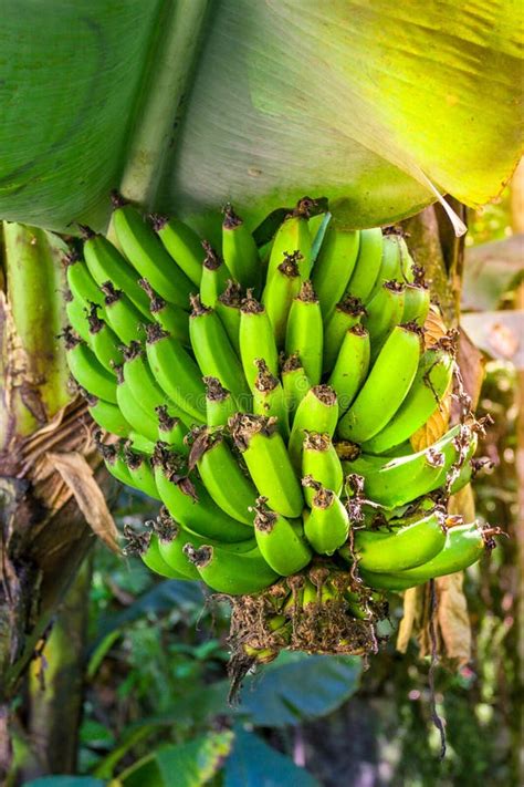 Bananas Organic Green Color On Tree Background Agriculture Fresh Stock