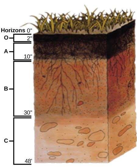 Bei dem natürlichen horizont hängt der verlauf dieser grenzlinie von standort und höhe des beobachters sowie den örtlichen gegebenheiten der umgebenden landschaft ab, über dem meer wird diese linie auch kimm genannt. The Soil · Biology