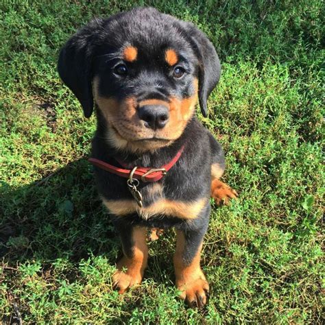 Registered Rottweiler Puppies Illinois for Sale in Springfield, Illinois - Puppies for Sale Near Me