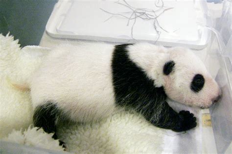 Its A Girl Baby Pandas Father Also Revealed The Washington Post