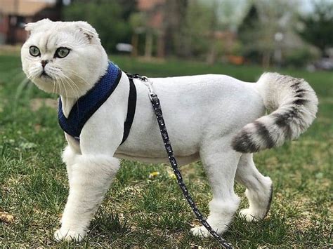 41 Wonderful Cats With Cute Haircuts 2021 Hairstyle Camp